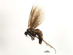 Image of Lamproniinae