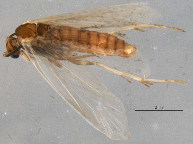 Image of Lamproniinae