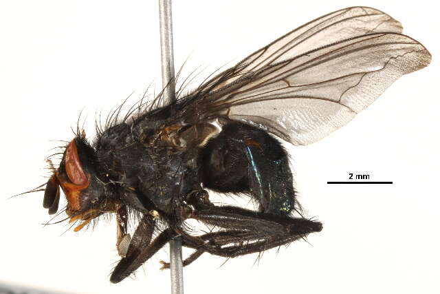 Image of Calliphora montana (Shannon 1926)