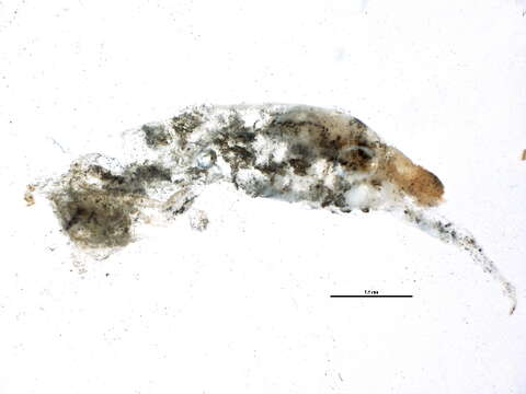 Image of Tomocerinae