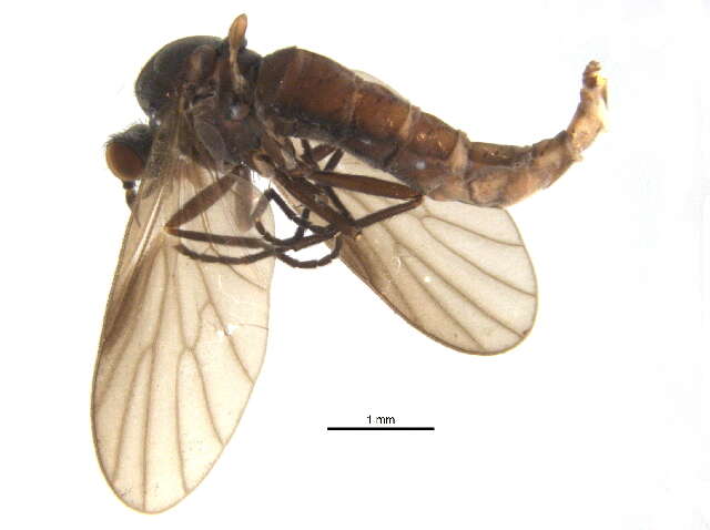 Image of Bolbomyiidae