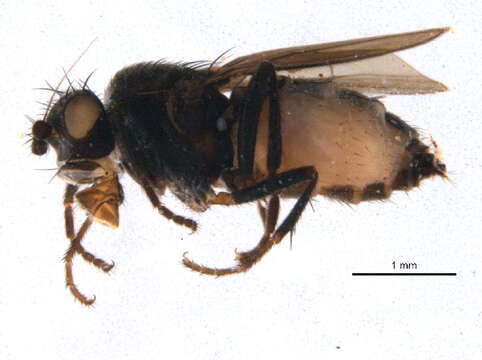 Image of Aptilotus parvipennis (Spuler 1924)