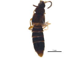 Image of Atheta (Hypatheta) pseudometlakatlana Klimaszewski & Godin 2008