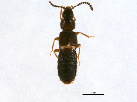 Image of Liogluta nitens (Mäklin 1852)