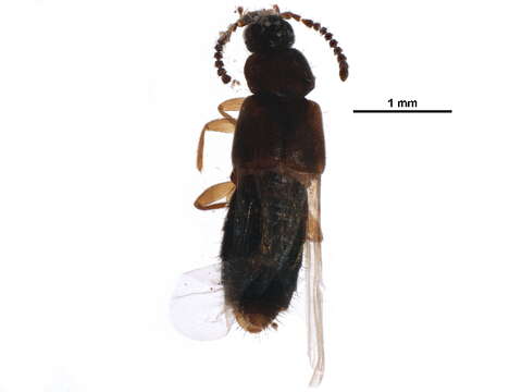 Image of Atheta (Hypatheta) pseudometlakatlana Klimaszewski & Godin 2008