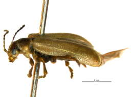 Image of Syneta simplex simplex J. L. Le Conte 1857