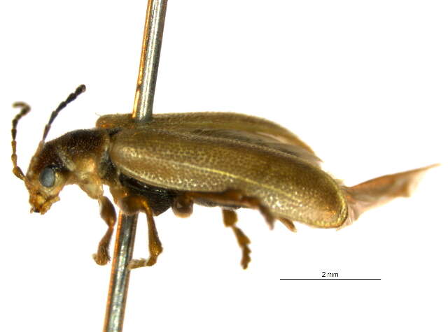 Image of Syneta simplex simplex J. L. Le Conte 1857