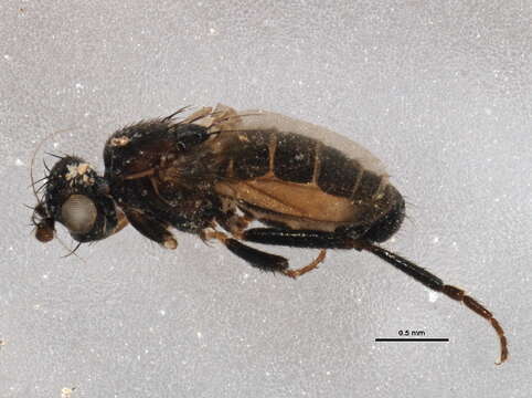 Image of Aptilotus parvipennis (Spuler 1924)