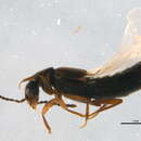 Image of <i>Philhygra botanicarum</i>