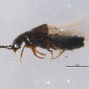 Image of Boreostiba websteri Klimaszewski & Langor 2011