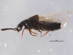 Image of Boreostiba websteri Klimaszewski & Langor 2011