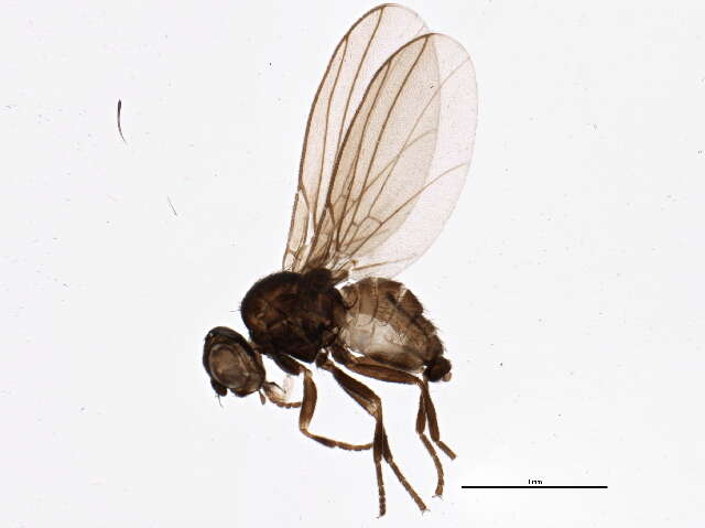 Phytoliriomyza robiniae Valley 1982 resmi