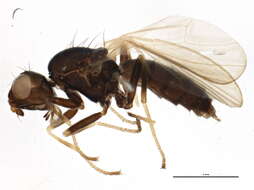 Image of rust flies