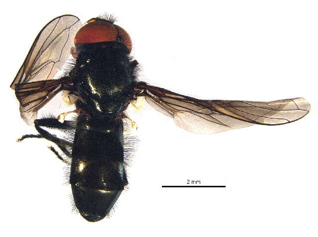 Image of Hiatomyia