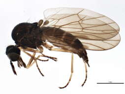 Image of unclassified Diptera