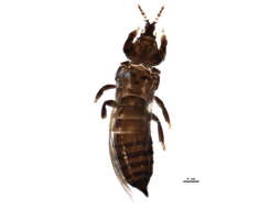 صورة Chirothrips manicatus (Haliday 1836)