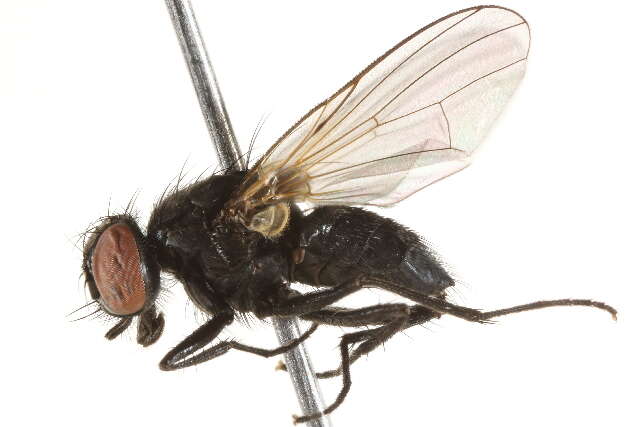 Image of Hydrotaea militaris (Meigen 1826)