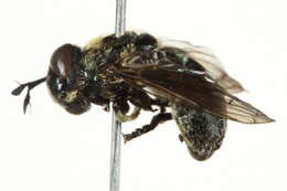 Image of Microdon albicomatus Novak 1977