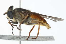 Image of Hybomitra