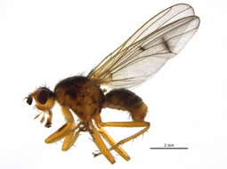 Image of Scathophaga suilla (Fabricius 1794)