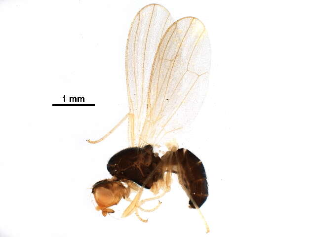 Image of rust flies