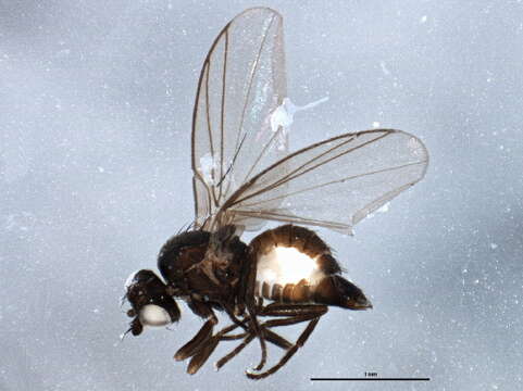 Chromatomyia periclymeni De Meijere 1924的圖片