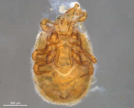 Image of Trachytidae