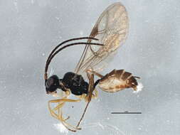 Image of Gnotus tenuipes (Gravenhorst 1829)