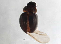 Image of Agathidium (Concinnum) angulare Mannerheim 1852