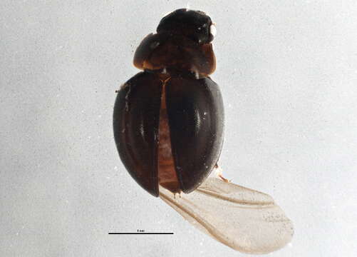 Image of Agathidium (Concinnum) angulare Mannerheim 1852