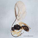 Image of Exotela cyclogaster Forster 1862