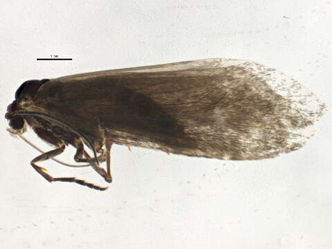 Image of <i>Greya enchrysa</i>