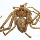 Sivun Ebo bucklei Platnick 1972 kuva