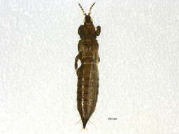 صورة Chirothrips