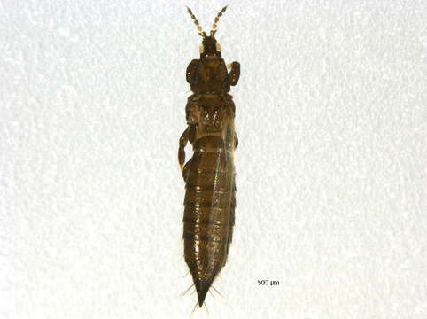 صورة Chirothrips