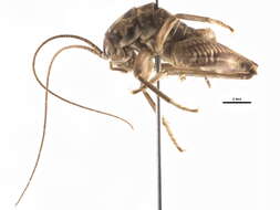 Image de Ceuthophilus (Ceuthophilus) agassizii (Scudder & S. H. 1861)