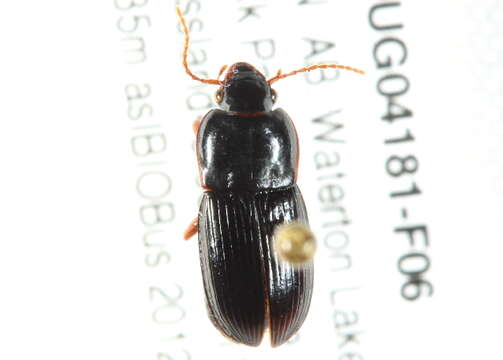 Image of Harpalus (Harpalus) ventralis Le Conte 1847