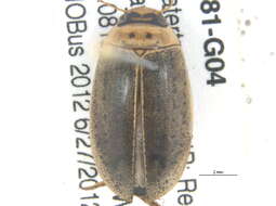 Image of Predaceous diving beetle