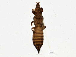 صورة Chirothrips