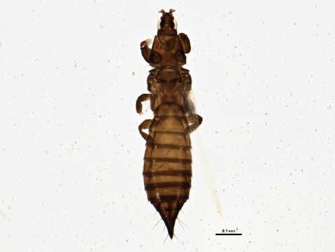 صورة Chirothrips