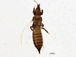 صورة Chirothrips