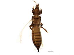 صورة Chirothrips