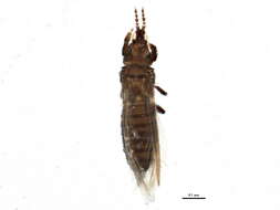 صورة Chirothrips