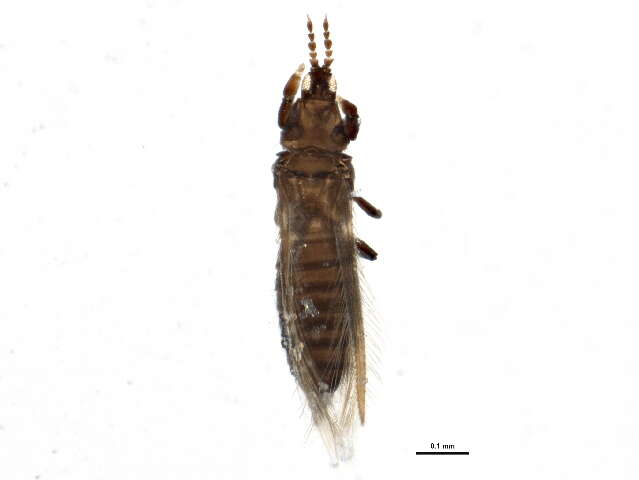 صورة Chirothrips