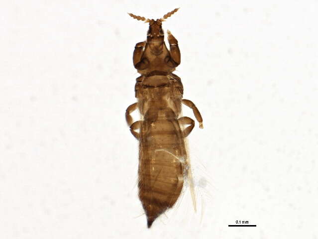 صورة Chirothrips