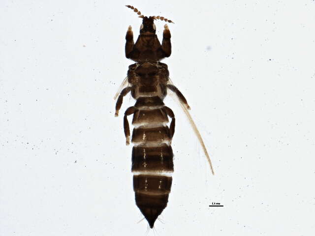 صورة Chirothrips