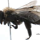 Image of Andrena cleodora (Viereck 1904)