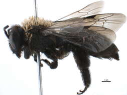 Image of Andrena cleodora (Viereck 1904)