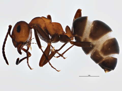 Image of Formica dakotensis Emery 1893