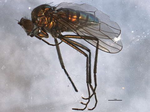 Imagem de Hydrophorus altivagus Aldrich 1911